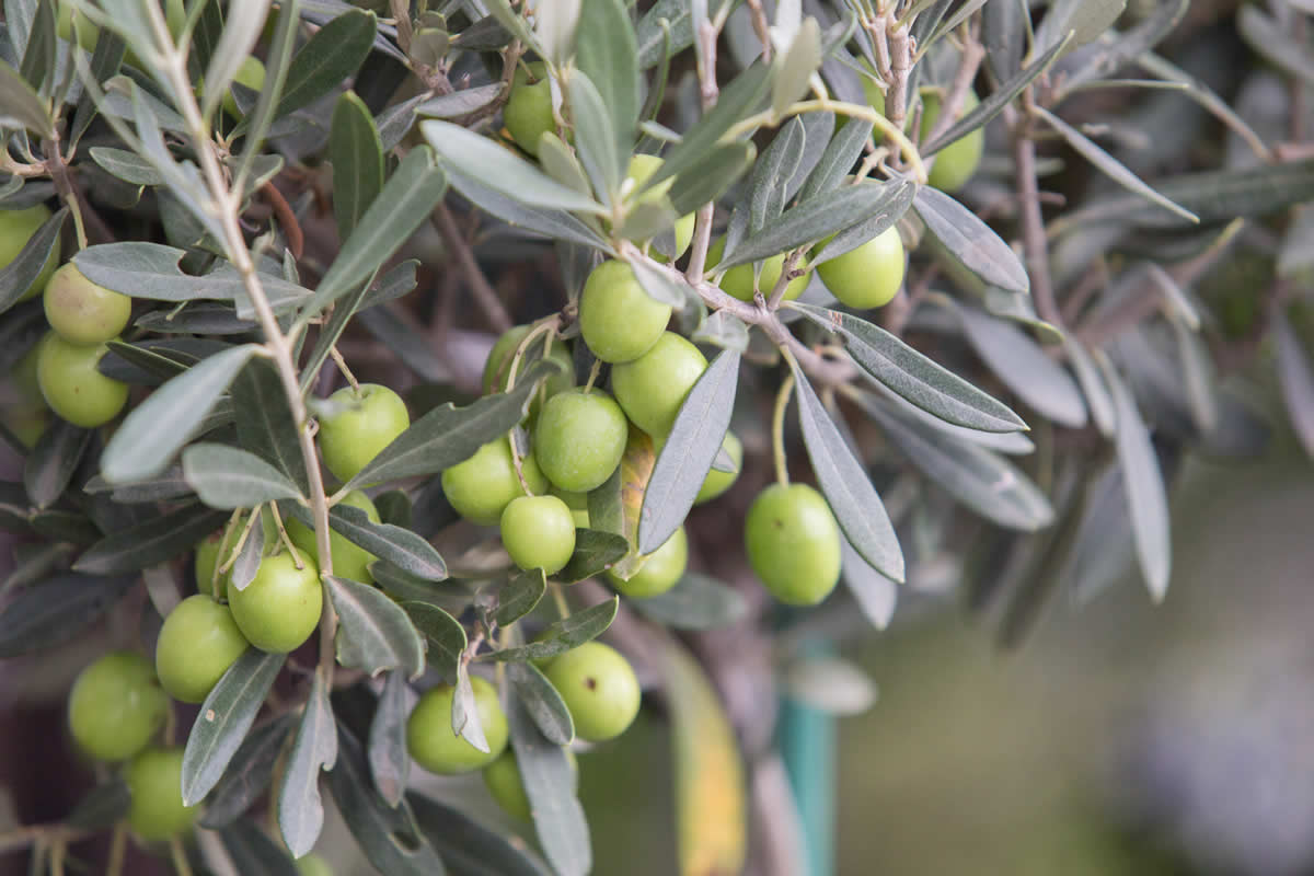 greene ayuda olivo